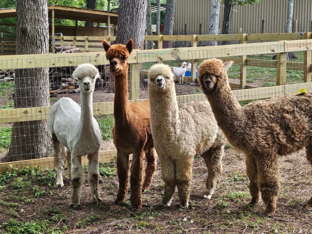 Animals living at Inner Peace and Happiness Ranch