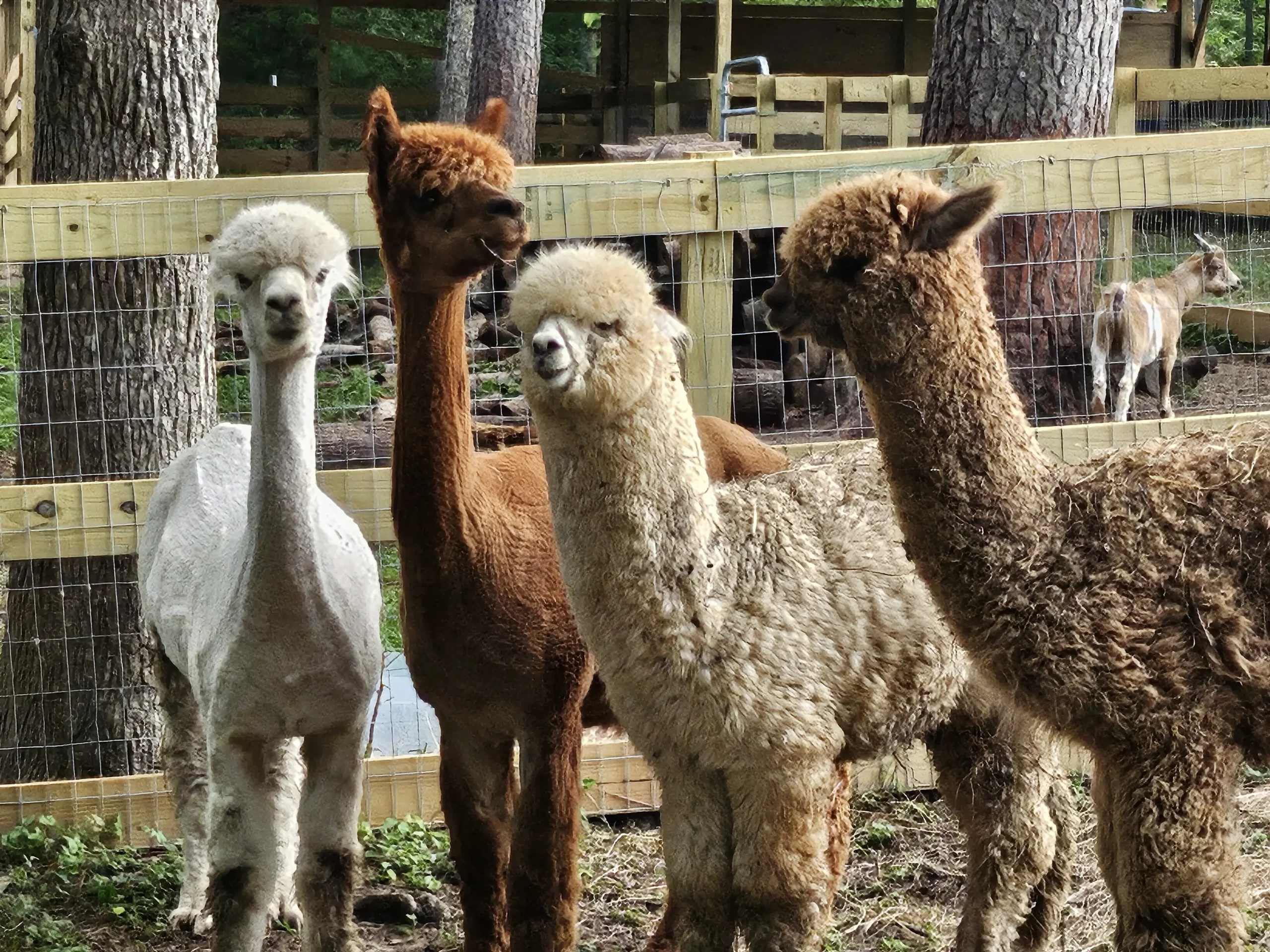 Inner Peace & Happiness Ranch photo 6