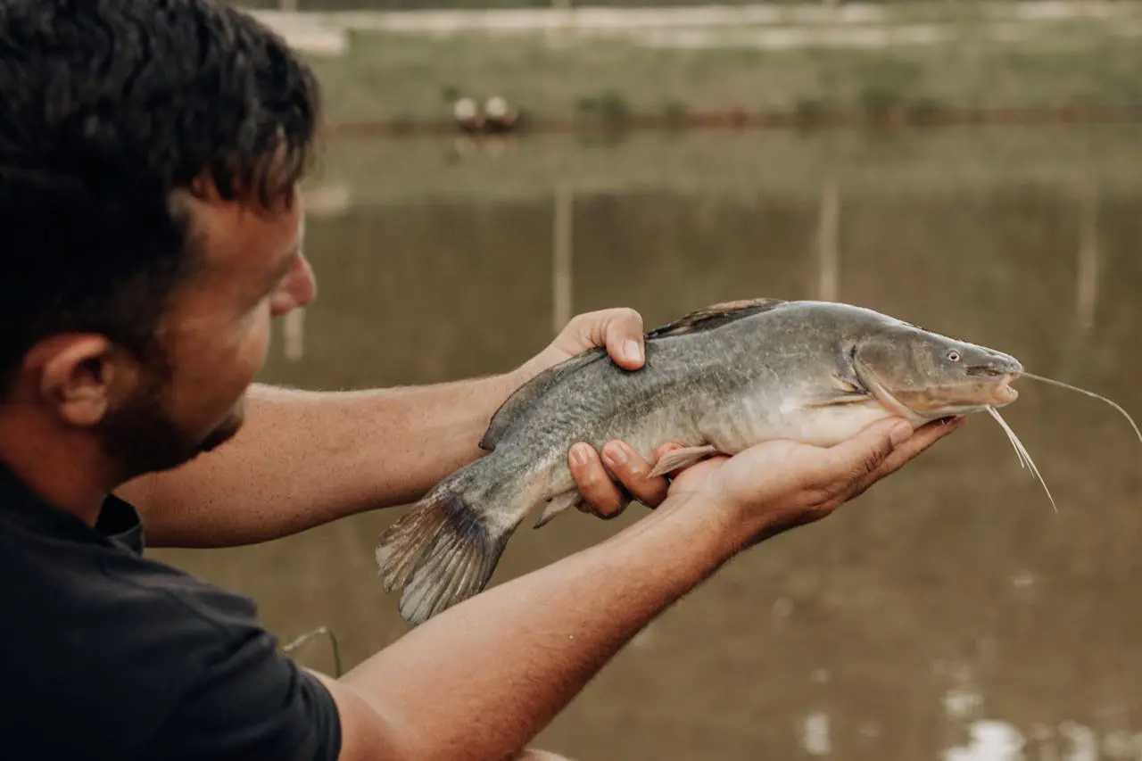 Catfish and Tilapia Ponds