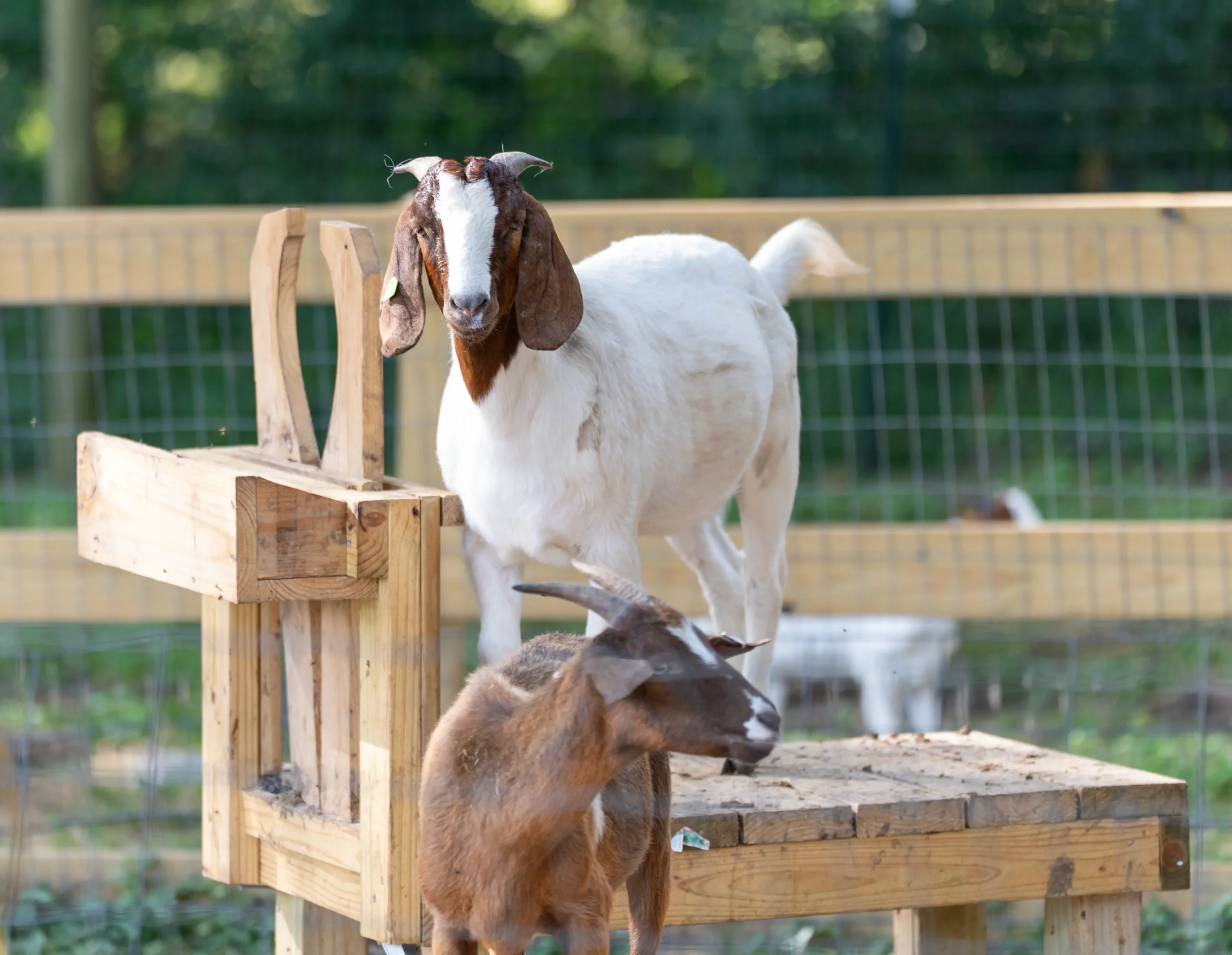 Goats at Doc's Dairy Farm Inner Peace Happiness Ranch Coldspring Texas