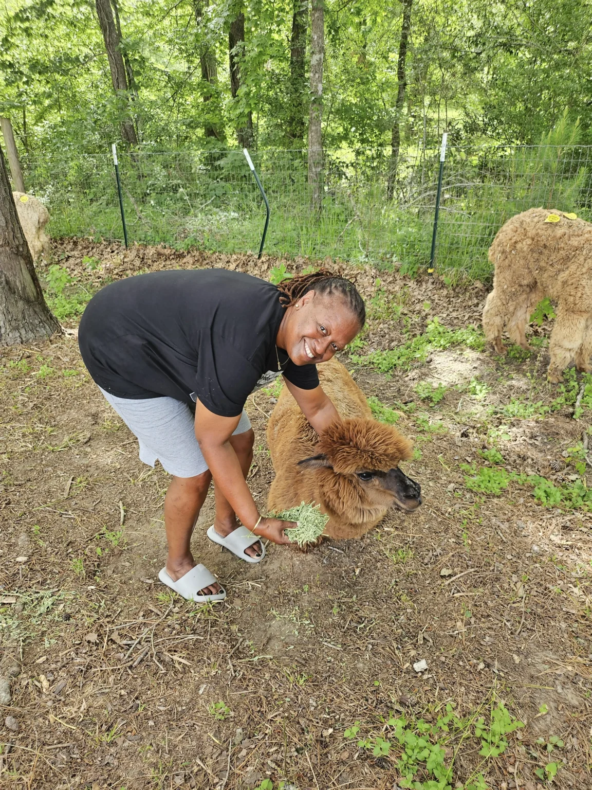 A guest feeding the alpacas at Inner Peace and Happiness Ranch