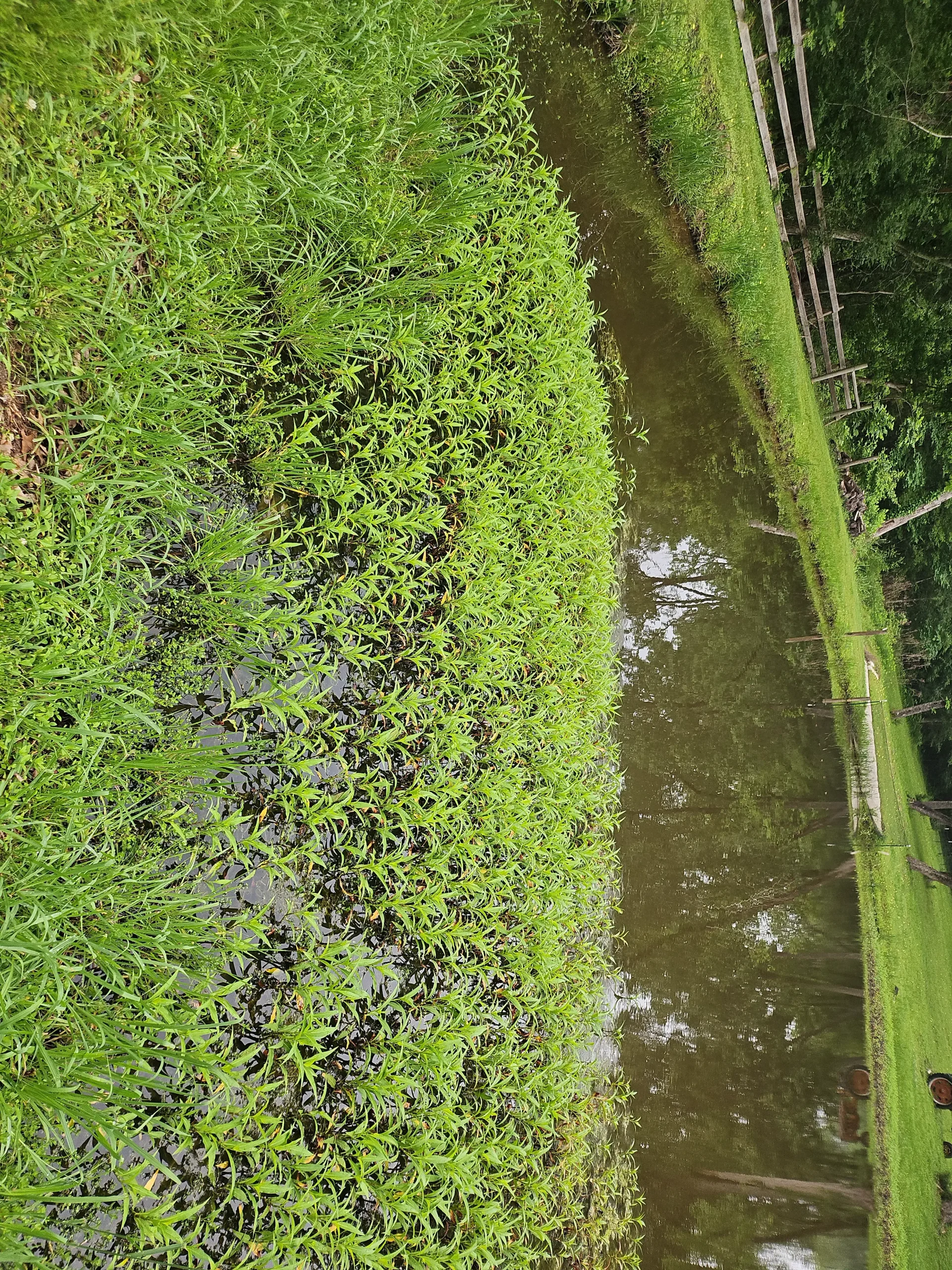 A rain-soaked field at Inner Peace and Happiness Ranch