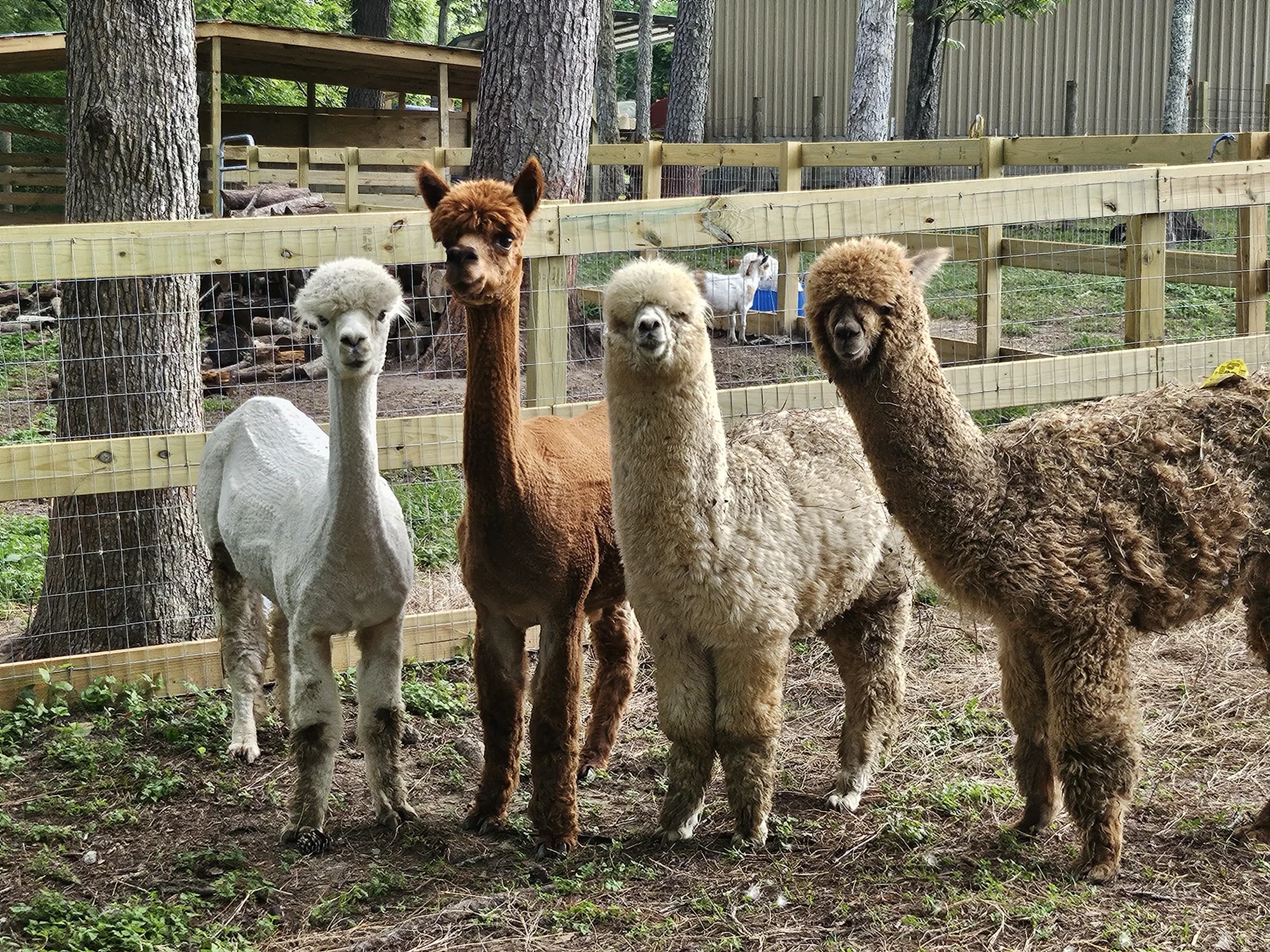 Alpacas at Inner Peace and Happiness Ranch during a farm tour in Coldspring, Texas