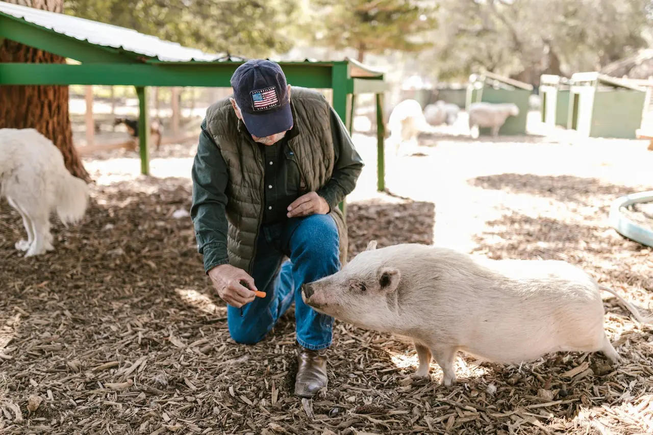 A caretaker feeding one of the pigs at Inner Peace and Happiness Ranch