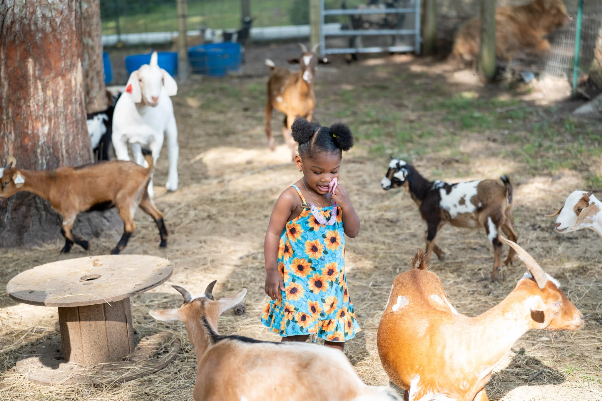 A child enjoying a hands-on ranch experience with goats at Inner Peace and Happiness Ranch