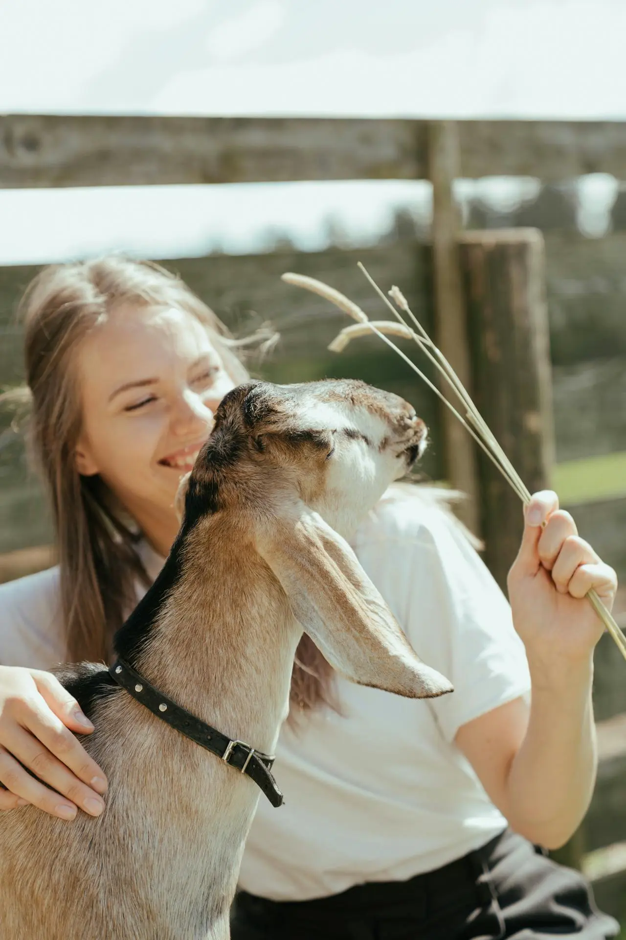Goats cared for at Inner Peace and Happiness Ranch