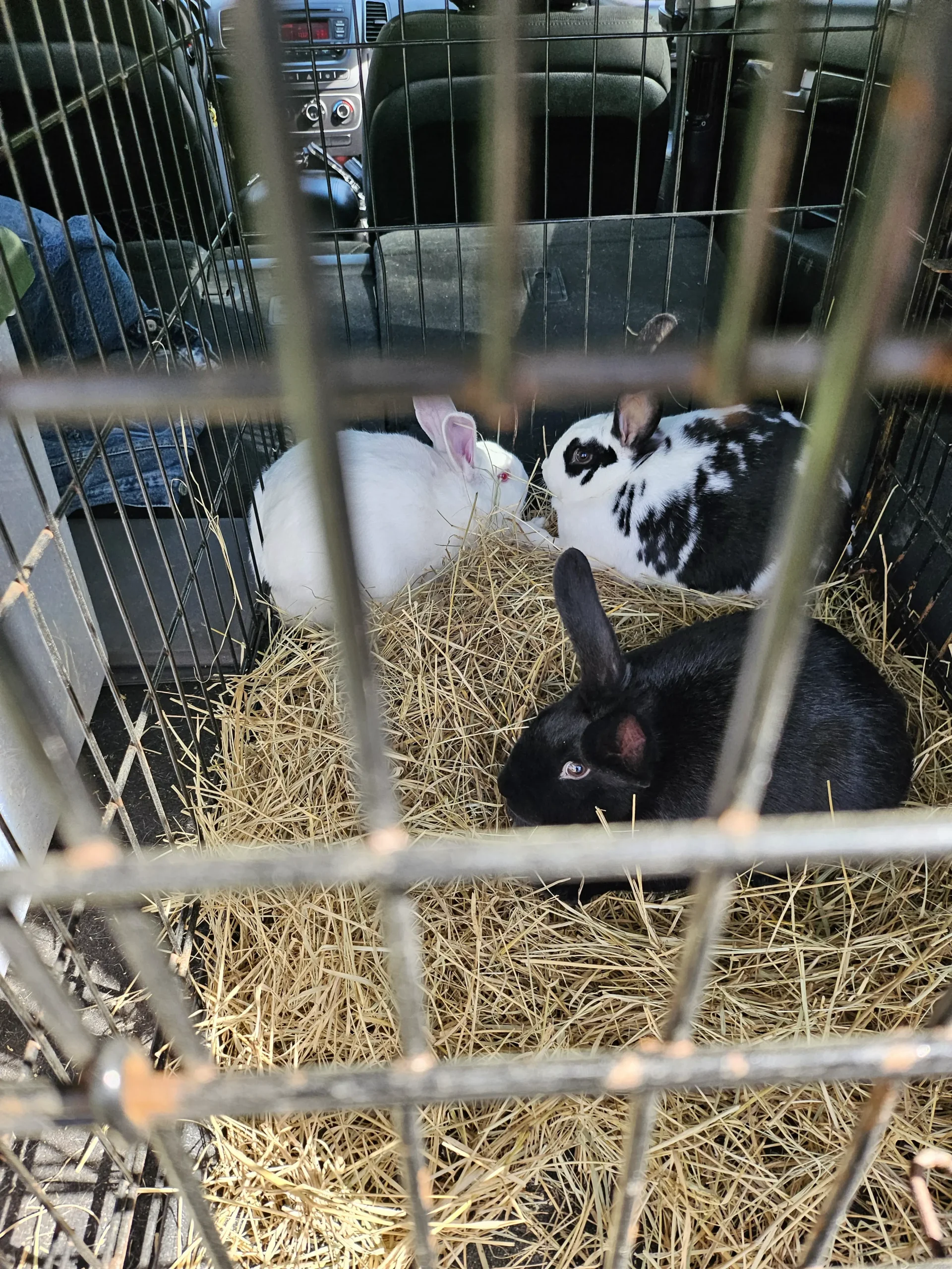 Rabbits and Quails