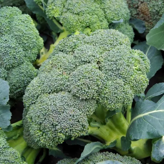 Waltham Broccoli