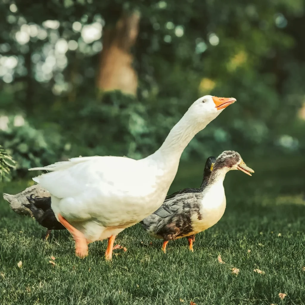 fresh farm raised duck | inner peace & happiness ranch