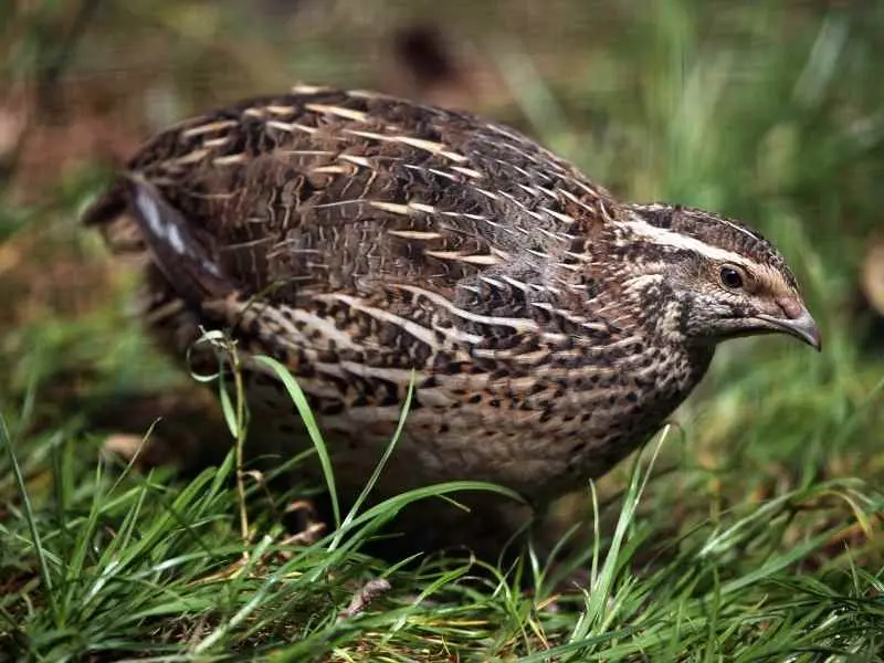 fresh farm raised quail | inner peace & happiness ranch
