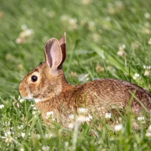 Farm-raised rabbit at Inner Peace and Happiness Ranch