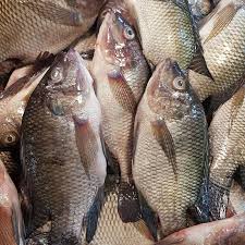 fresh farm raised tilapia | inner peace & happiness ranch