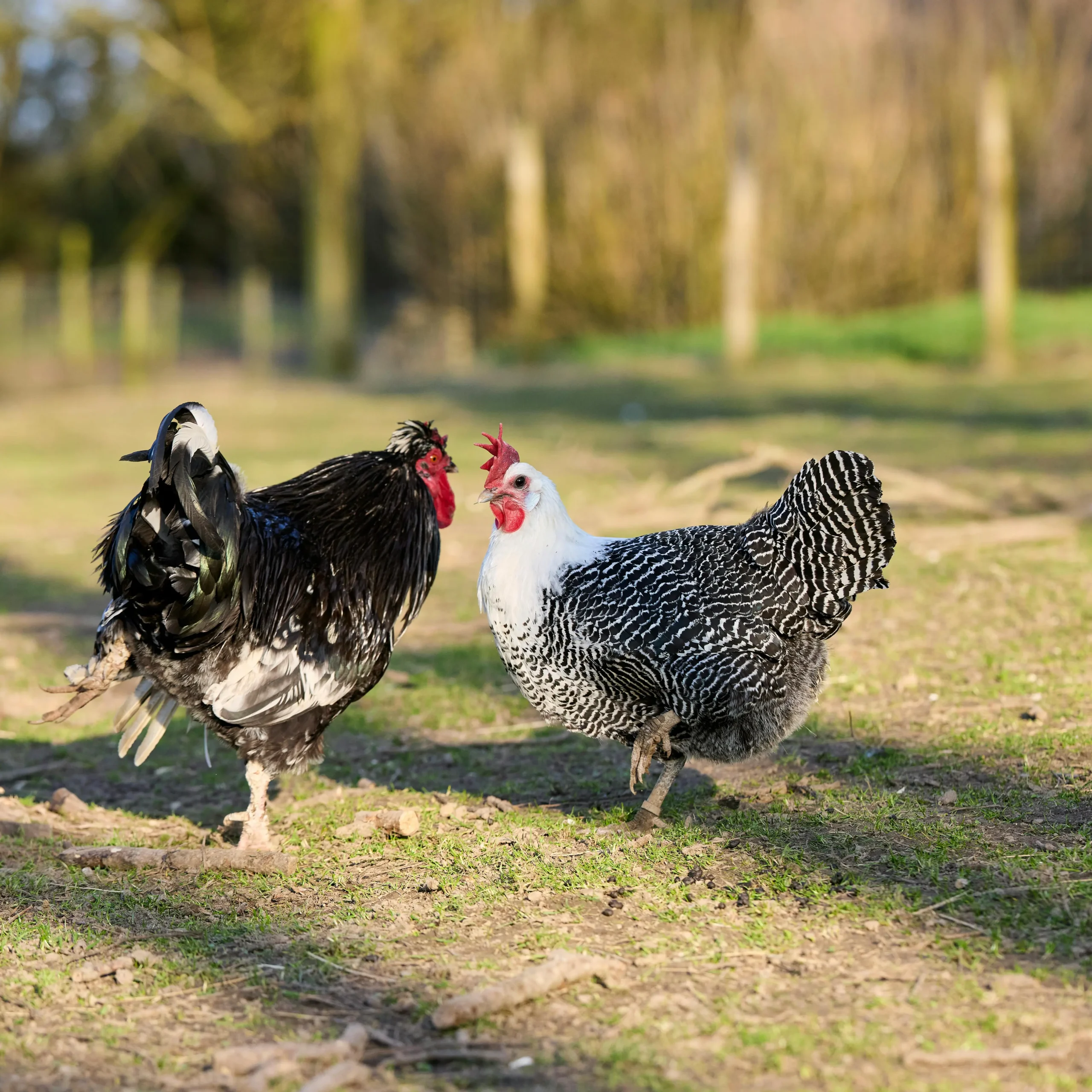 Free-Range Chickens and Ducks