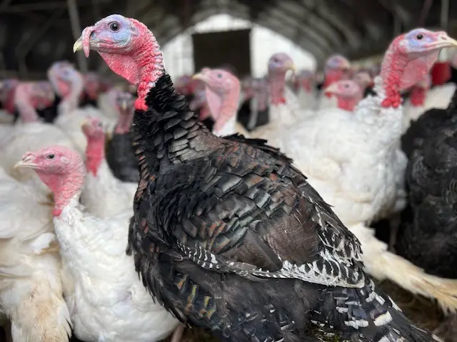 fresh pasture raised turkey | inner peace & happiness ranch