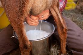 fresh raw goat milk | inner peace & happiness ranch