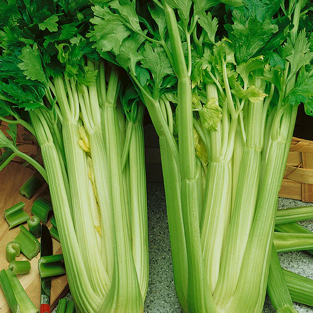 celery tall utah