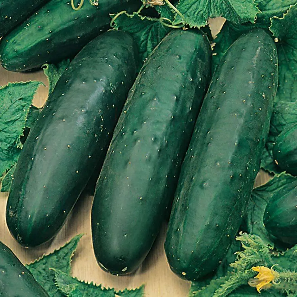 cucumber marketmore