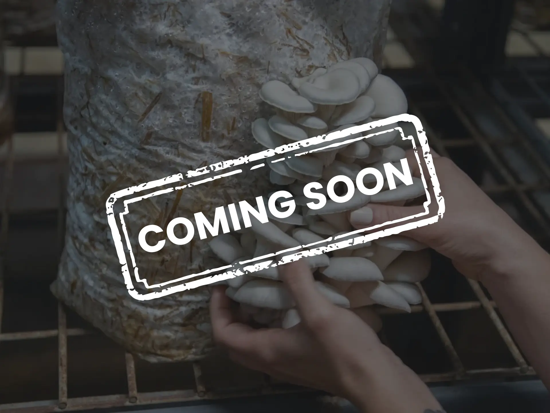 coming soon mushroon farm