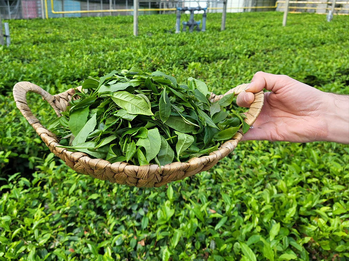 Handcrafted herbal teas from Inner Peace and Happiness Ranch Texas