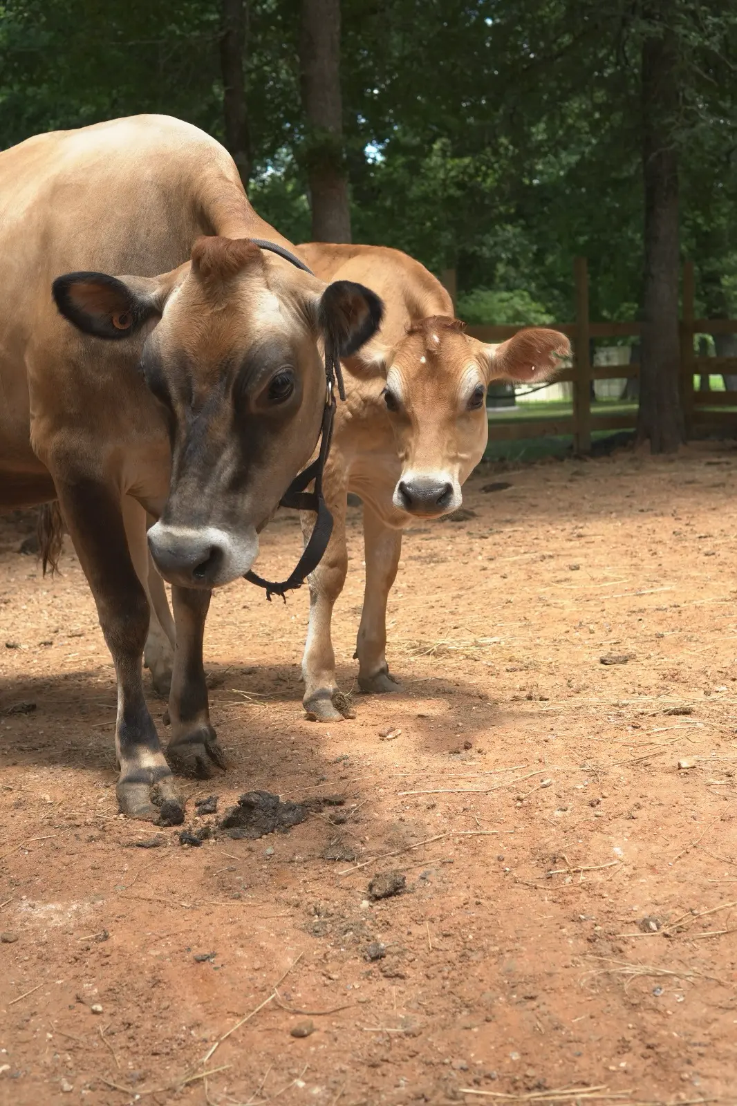 Bella and her calf face to face at IPHR Coldspring Texas
