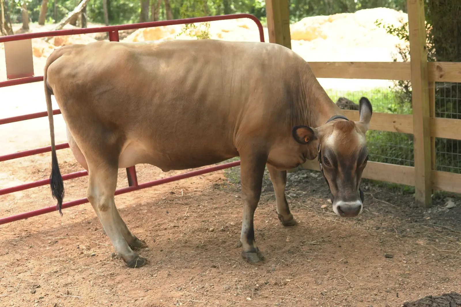 Bella A2A2 Jersey cow full body side view at Inner Peace and Happiness Ranch Texas
