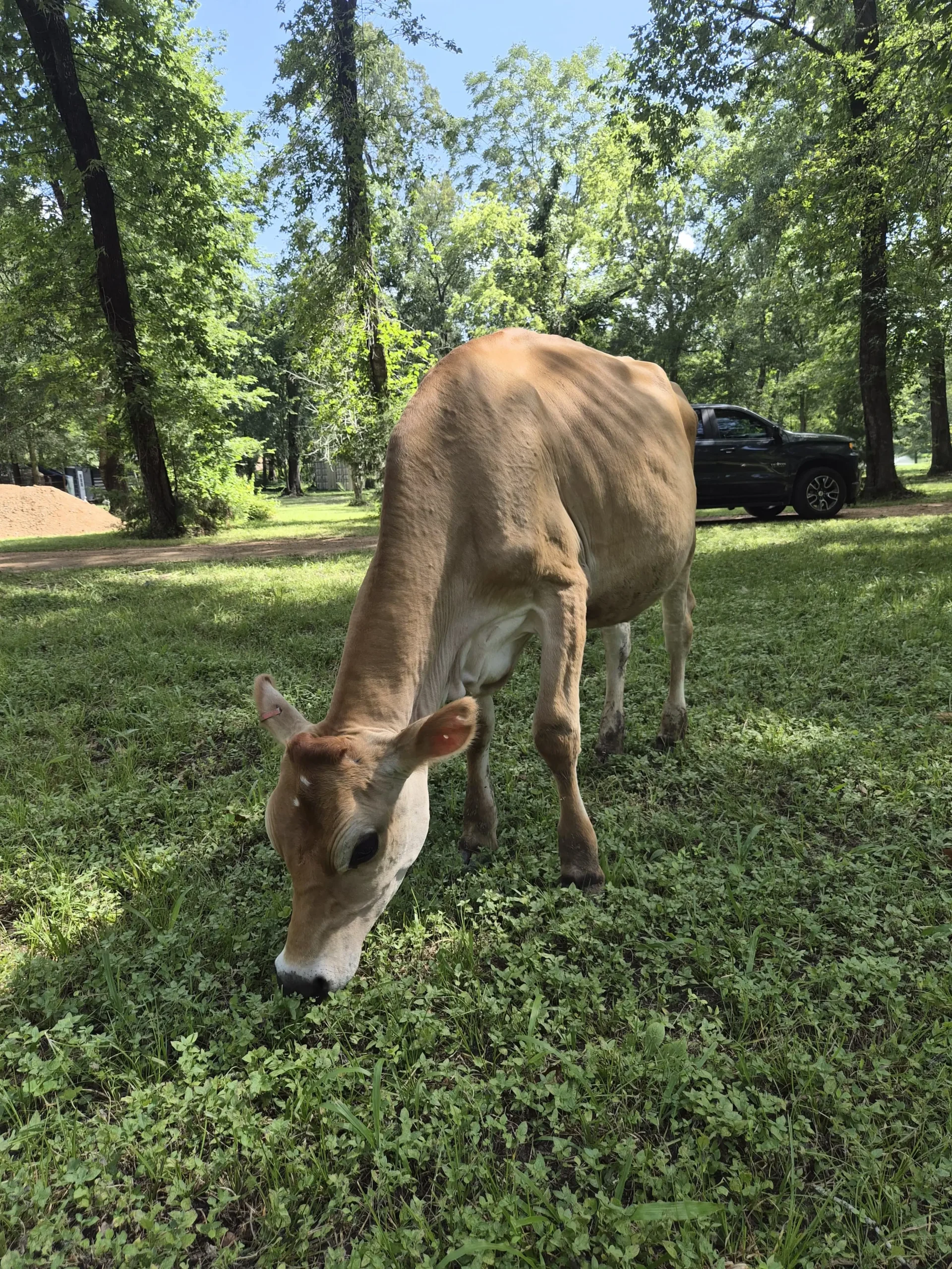 Bella A2A2 Jersey cow grazing on pasture in Coldspring Texas