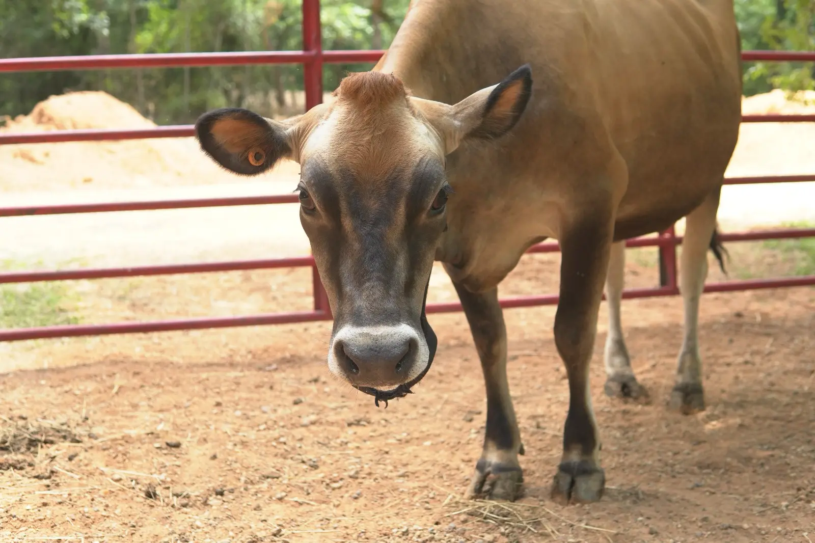 Bella A2A2 grass-fed Jersey cow walking at Inner Peace and Happiness Ranch