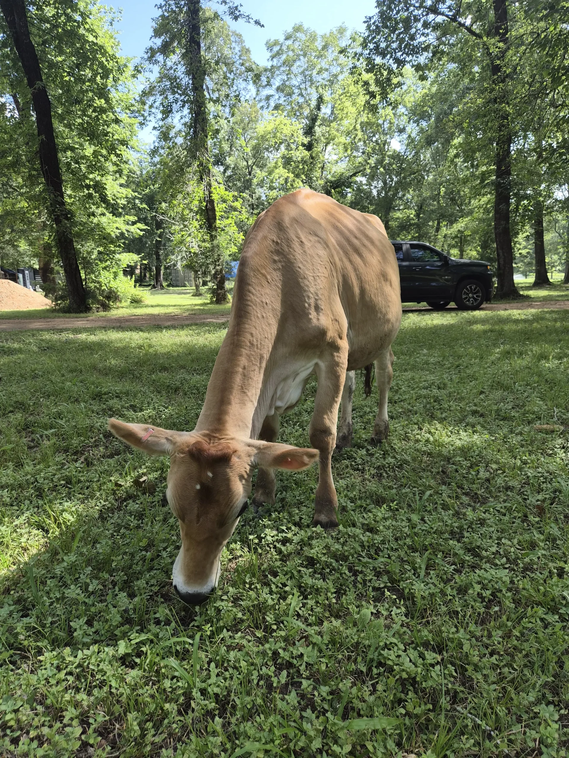 Bella Jersey cow grazing on green pasture at Inner Peace and Happiness Ranch Texas