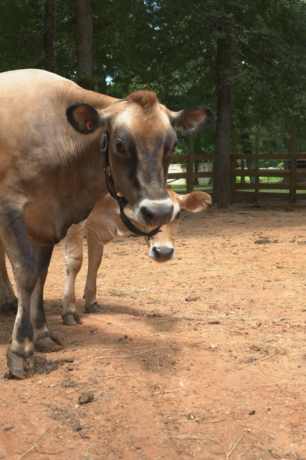 Bella Jersey cow with her newborn calf at Inner Peace and Happiness Ranch