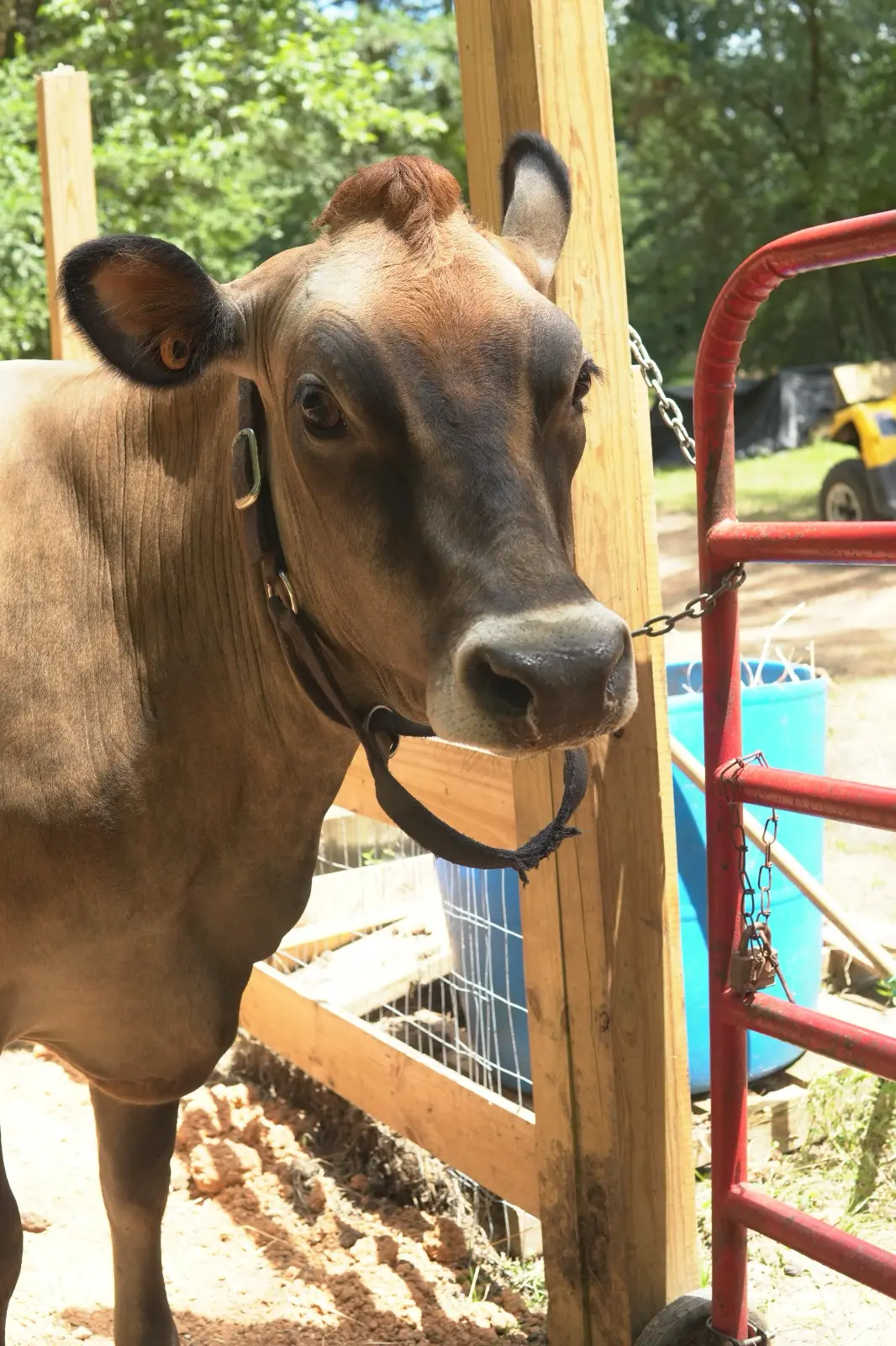 Bella Jersey dairy cow at milking station Inner Peace and Happiness Ranch