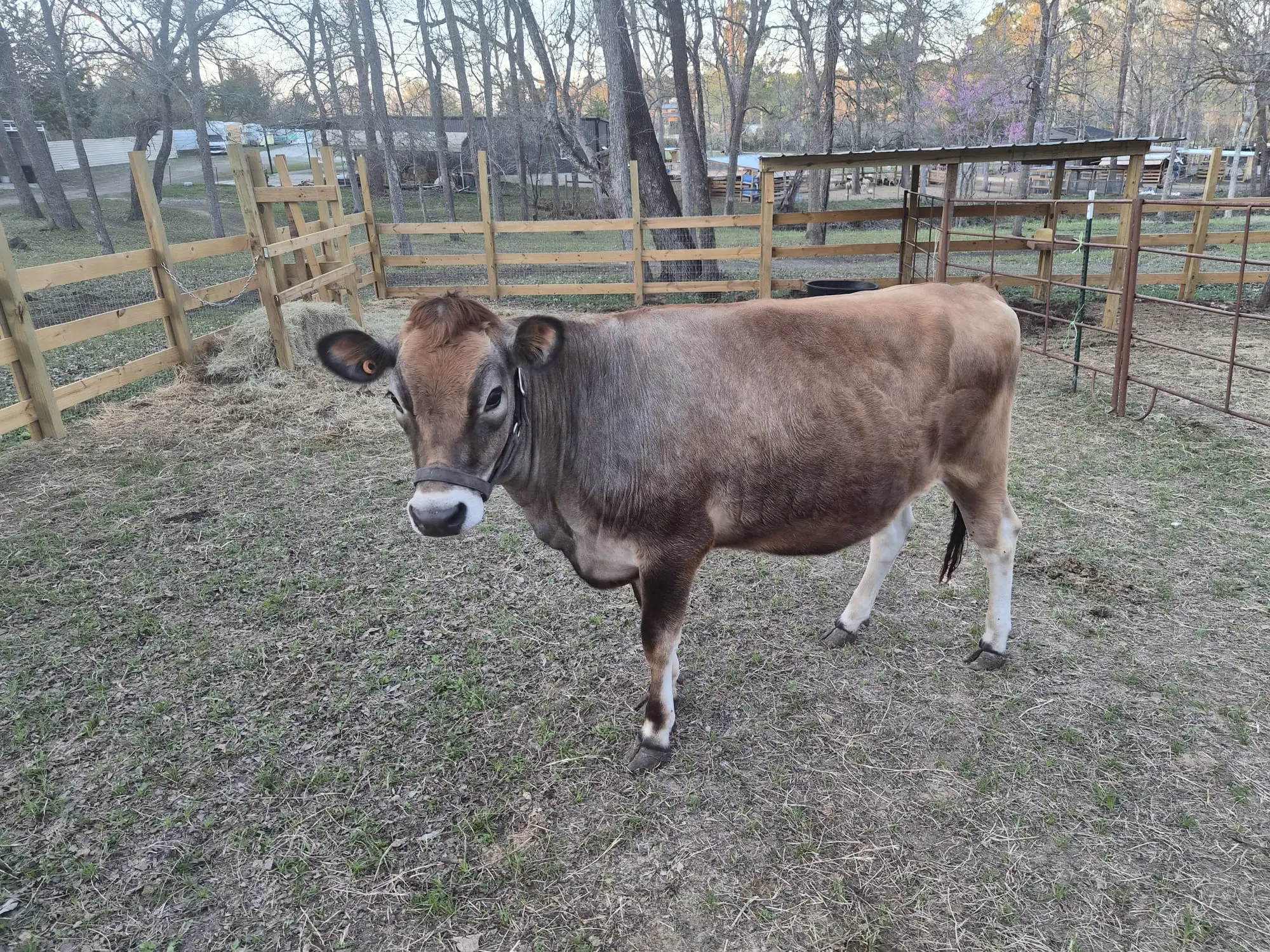 Bella the registered A2A2 Jersey cow at Inner Peace and Happiness Ranch Coldspring Texas