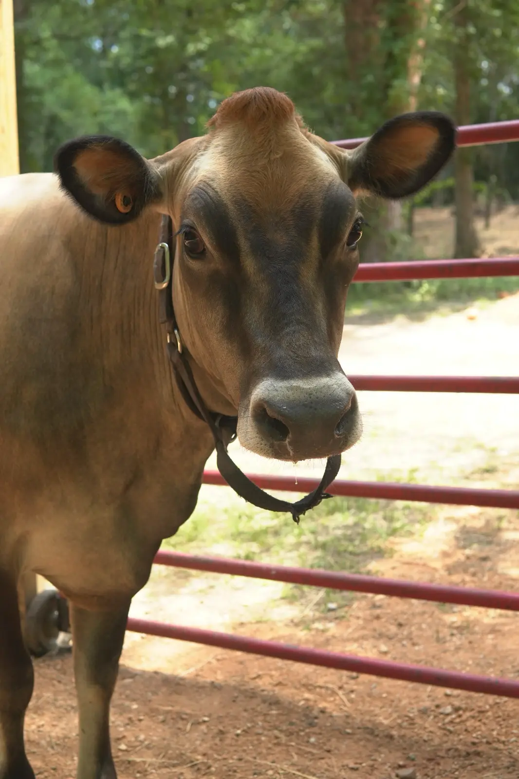 Close-up portrait of Bella registered Jersey cow at IPHR Coldspring Texas