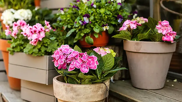 Farm fresh flowers from Inner Peace and Happiness Ranch Coldspring Texas