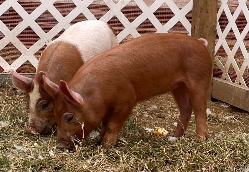 crossed duroc and berkshire pigs