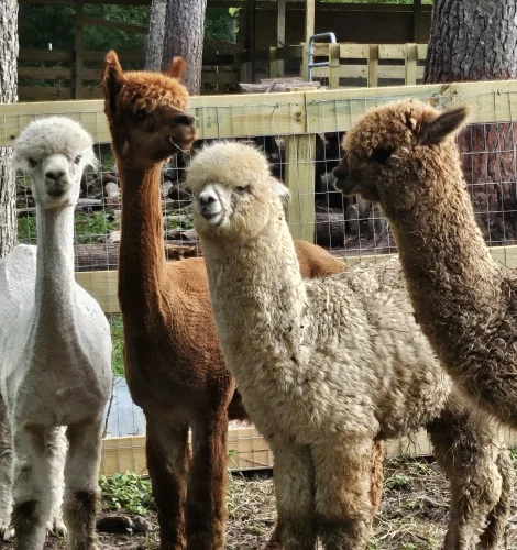 texas-alpaca-manure