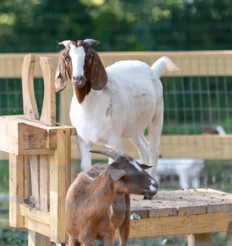 texas-community-supported-agriculture