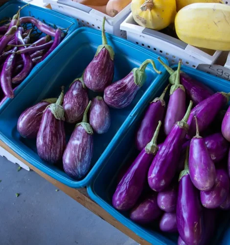 texas-eggplant-farm