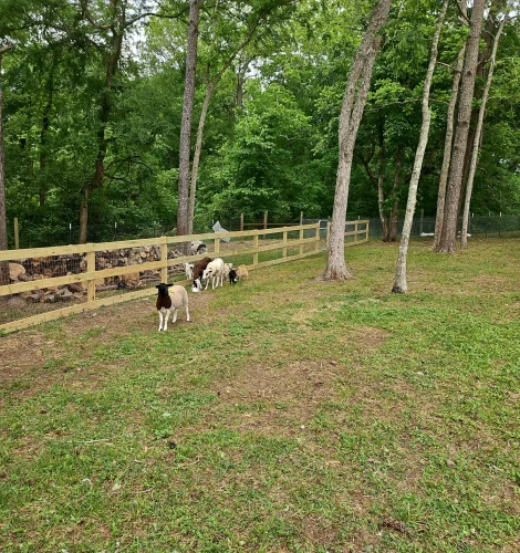 texas-farm-fresh-vegetables