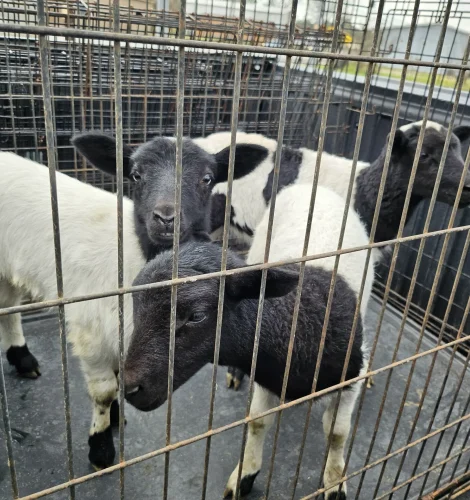 texas-locally-grown-herbs