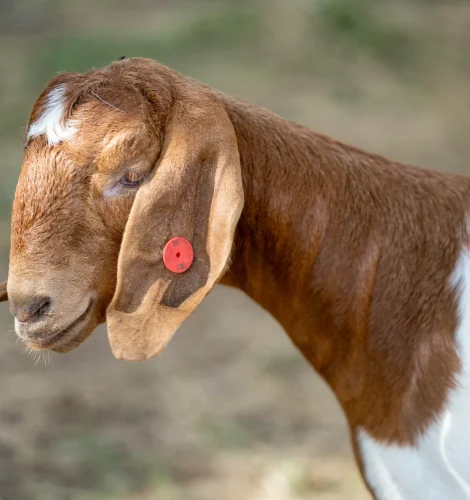 texas-natural-manure