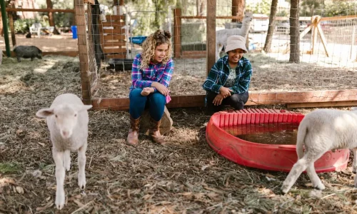 texas-small-batch-honey