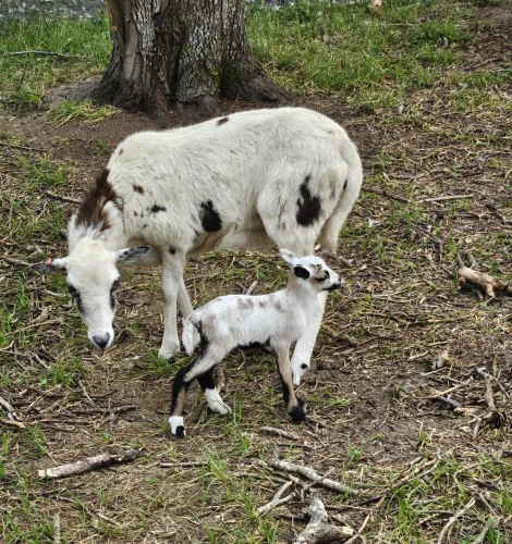 texas-unbleached-flour