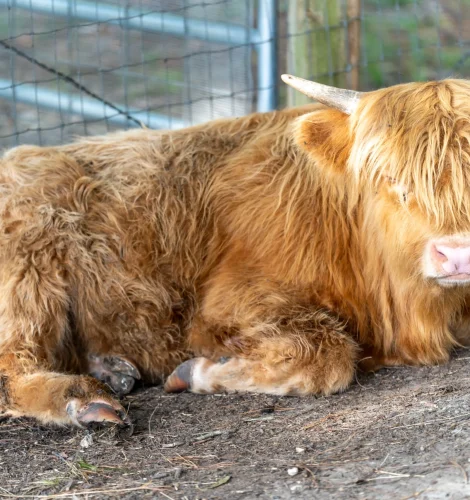 texas-wellness-retreat